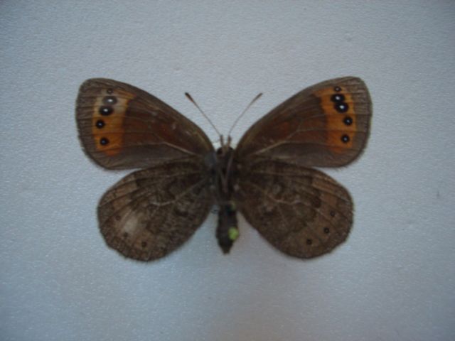 Erebia triaria hispanica female (aberration verso) Internet Image property of respective owner, non-commercial use only